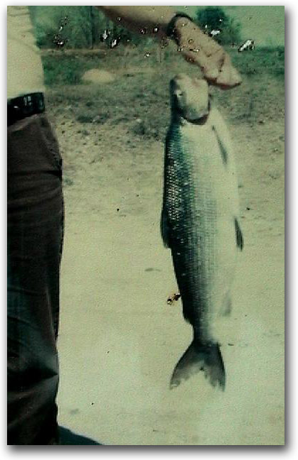 4-pound Lake whitefish caught by Master Angler Steve Perry in Lake Winni in 1978 while ice fishing on Paugus Bay off Christmas Island .