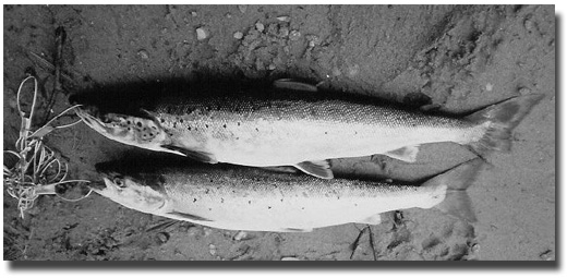 Two nice Land Locked Salmon from Steve Perry.