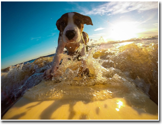 Pet Friendly Vacation Photo by Pixabay.