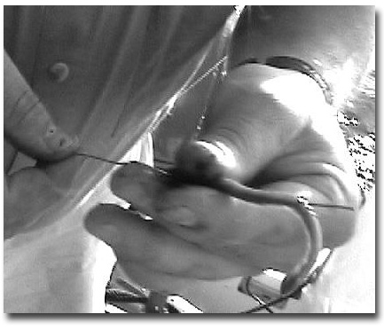 Step 2: hook your line in the small hook in he wire and pull the line through the bait and out where the wire came out, about an inch from the end.. Now fasten a hook to that end of the line and pull the line back so the hook is hidden in the bait.