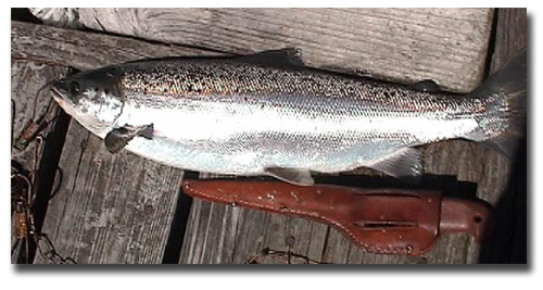 Sparkling fresh caught salmon caught on a Maynard Marvel streamer fly on surface in May.