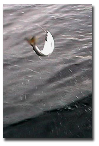 A salmon takes to the air just after being hooked. I love their acrobatics, and when using leadcore line, I use a long leader so the salmon can freely jump without having to drag the heavy lead core line to the surface.