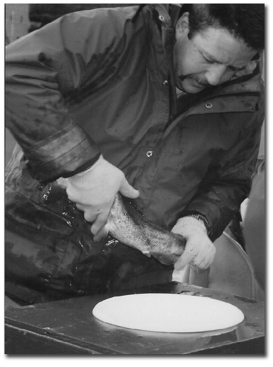 Steve Perry stripping eggs from female salmon in fall.