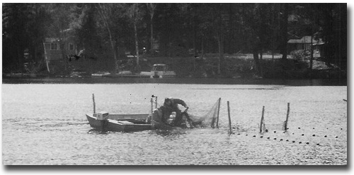 Bringing in the fall harvest of salmon ready for stripping and fertilizing.