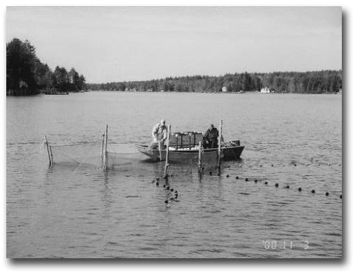 Fall pound net used to trap salmon.