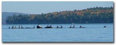 Lake Winnipesaukee Cams