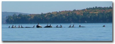 Lake Winnipesaukee Cams